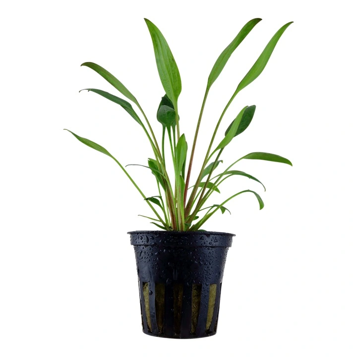 Tropica Akvarieplante i potte Cryptocoryne x willisii